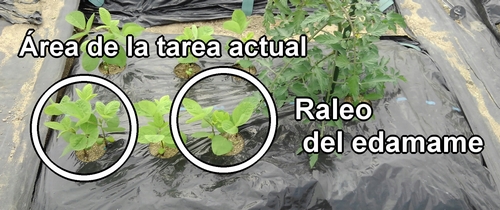 En el raleo del edamame (soja verde), deja dos plantas