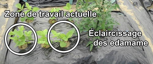 Lors de l'éclaircissage des edamame (fèves de soja), laissez deux plants