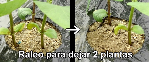 Ralea el edamame (soja verde) que ha brotado hasta tener 3 plantas y redúcelas a 2