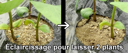 Éclaircissez les edamame (fèves de soja) qui ont germé à 3 plants et réduisez-les à 2