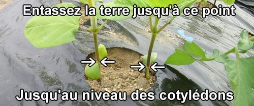 Ajouter de la terre autour de la base des plants d'edamame (fèves de soja)