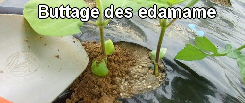 Buttage des edamame (fèves de soja)