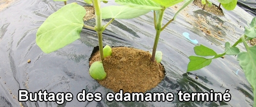 Buttage des edamame terminé