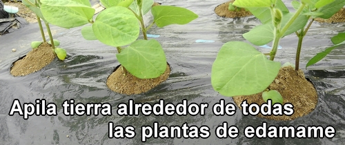 Apila tierra alrededor de todas las plantas de edamame (soja verde)