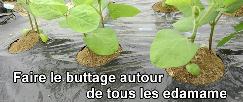 Faire le buttage autour de tous les plants d'edamame (fèves de soja)