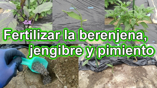 Fertilizar la berenjena, el jengibre y el pimiento