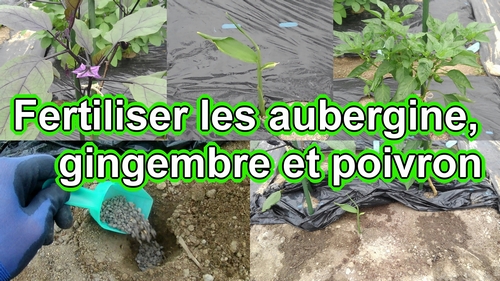 Fertiliser les aubergines, le gingembre et les poivrons