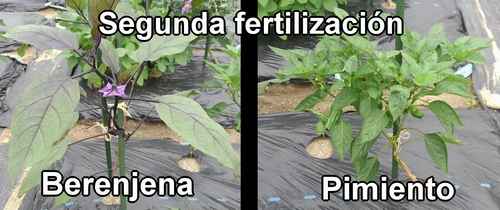 Esta es la segunda fertilización para la berenjena y el pimiento