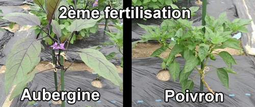 C'est la deuxième fertilisation pour l'aubergine et le poivron