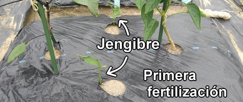 Esta es la primera fertilización para el jengibre