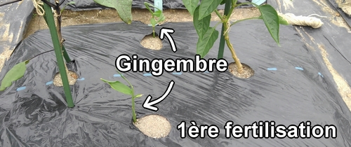 C'est la première fertilisation pour le gingembre