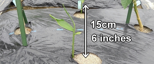 Se recomienda fertilizar el jengibre cuando la altura de las plantas alcance los 15cm (6 inches)