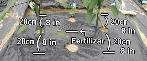 Puntos de fertilización para la berenjena, el jengibre y el pimiento