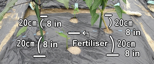 Endroits de fertilisation pour l’aubergine, le gingembre et le poivron vert