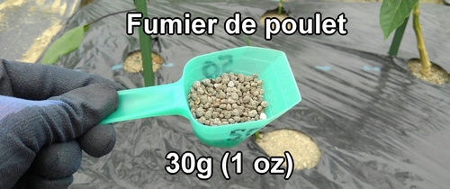 Fumier de poulet biologique