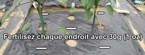 Fertilisez chaque endroit avec 30g (1 oz)