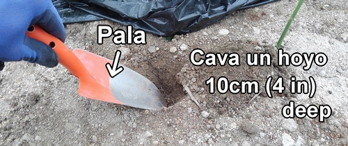 Cava un hoyo de unos 10cm (4 inches) de profundidad