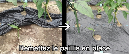 Remettez le paillis en place