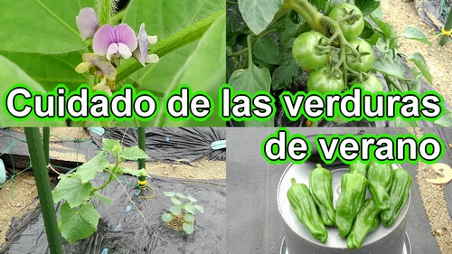 Cuidado de las verduras de verano (berenjenas, pimientos, jengibre, etc)