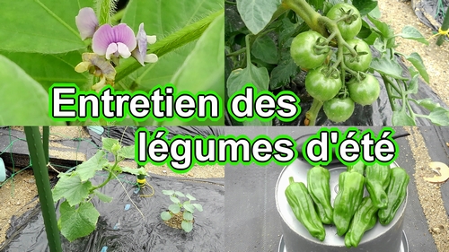 Entretien des légumes d'été (soins des aubergines, poivrons et gingembre, etc)