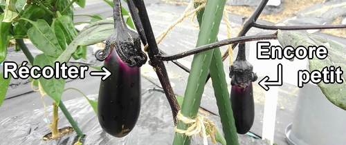 Aubergine (Aubergine japonaise)