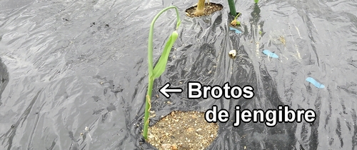 Brotos de jengibre