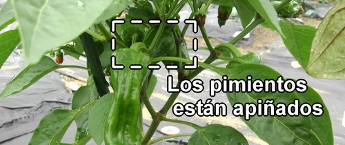 Pimientos