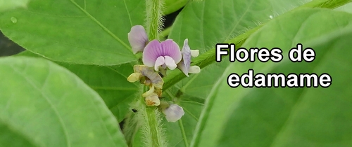 Flores de frijol edamame (soja verde)