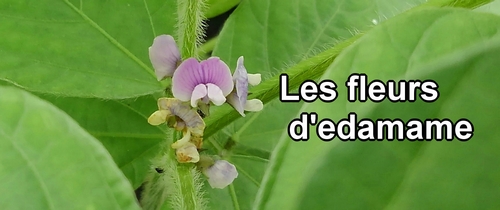 Les fleurs de soja edamame (fèves de soja edamame)