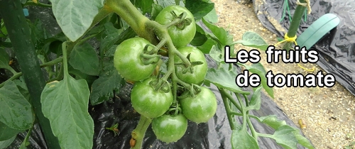 Les fruits de tomate