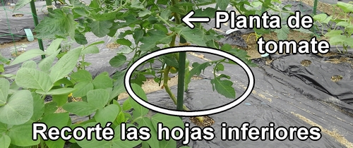 Recortamos las hojas inferiores de la planta de tomate