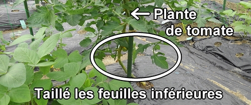 Nous avons taillé les feuilles inférieures de la plante de tomate