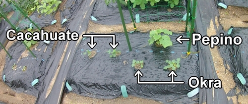 El lecho de pepino, cacahuetes (cacahuate) y okra (quimbombó)