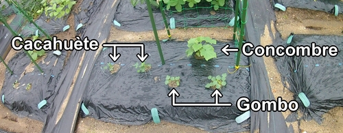 La plate-bande de concombre, cacahuètes (cacahouète) et gombo