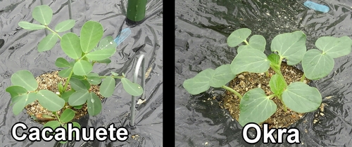 Cacahuetes (maní) y okra (quimbombó)