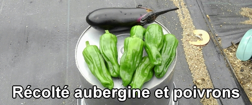 Récolté une aubergine et sept poivrons