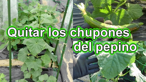 Quitar los chupones del pepino