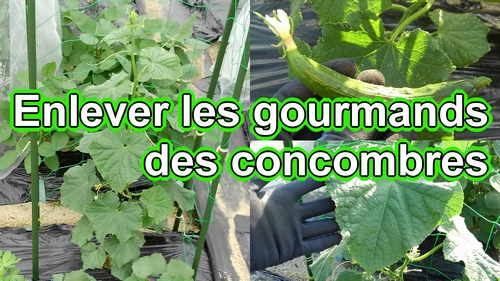 Enlever les gourmands des concombres