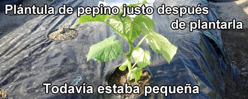 La plántula de pepino justo después de plantarla