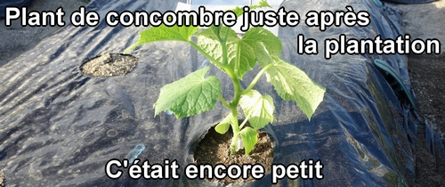 Le plant de concombre juste après la plantation