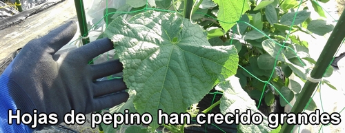 Las hojas de pepino también han crecido bastante