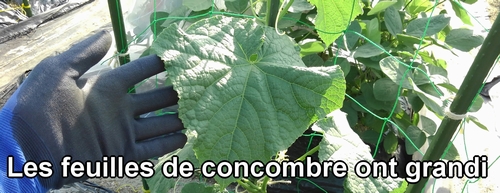 Les feuilles de concombre ont aussi beaucoup grandi