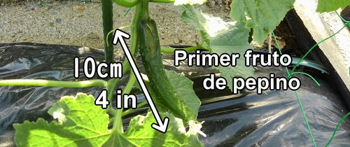 Fruto de pepino