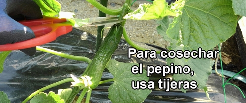 Para cosechar el pepino, usamos tijeras