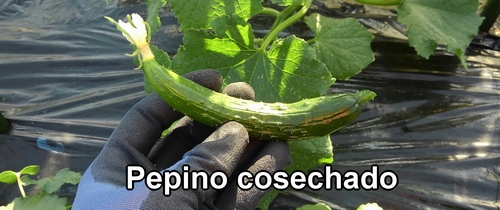 Pepino cosechado