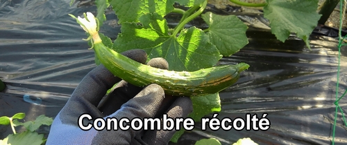 Concombre récolté