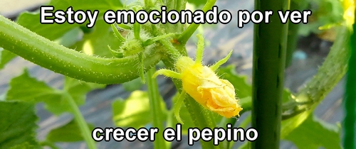 Flor de pepino