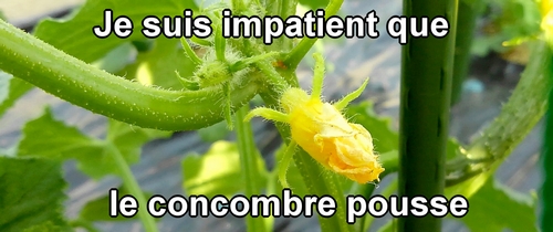 Fleur de concombre