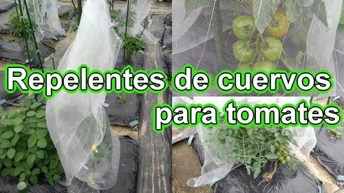 Repelentes de cuervos para tomates