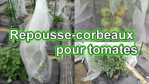 Dispositifs pour éloigner les corbeaux des tomates